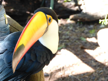 TOUCAN